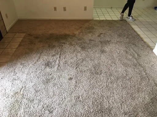 Beige carpet with stains in empty room with tile flooring visible at edges